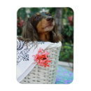 Recherche de chien teckel magnets Se reposer