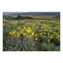 Recherche de floraison art Champ