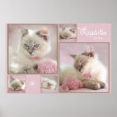 Recherche de chaton tigré posters Mignon