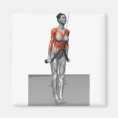 Recherche de muscle humain magnets Médical