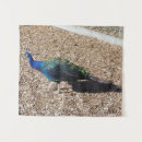 Recherche de paon indien art Animal