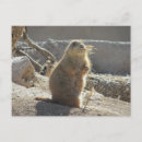 Recherche de chien de prairie cartes postales Mignon