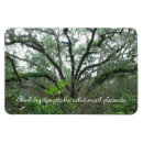 Recherche de arbre paix magnets Nature