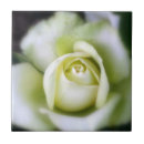 Recherche de macro rose carreaux Blanc