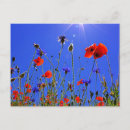 Recherche de pavot bleu cartes postales Fleurs