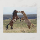Recherche de steen cartes postales Ranch