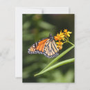 Recherche de papillon tropical cartes postales Monarque