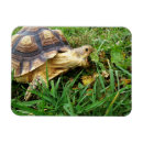 Recherche de tortue drôle magnets Reptile