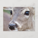 Recherche de biche cartes postales Animal