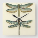 Recherche de libellule horloges Insectes