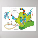Recherche de rna posters Diagramme
