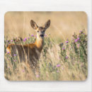 Recherche de jeune tapis souris Nature