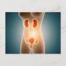 Recherche de organes internes cartes postales Biologie