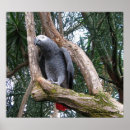 Recherche de perroquets de gris africain posters Nature