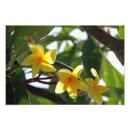 Recherche de nature copie posters Tropical