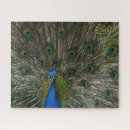 Recherche de paon bleu puzzles Photographie