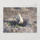 Recherche de chien de prairie cartes postales Animal