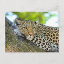 Recherche de taches léopard cartes postales Tacheté