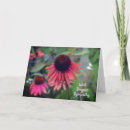 Recherche de echinacée vœux cartes Jardin
