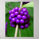 Recherche de callicarpa Baie