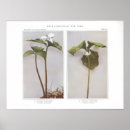Recherche de nature copie posters Plantes