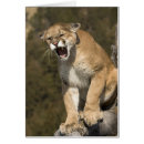 Recherche de gros chat cartes postales Grand