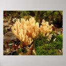 Recherche de champignon comestible posters Automne