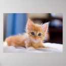 Recherche de curiosité posters Photographie