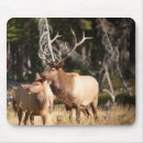 Recherche de élans de taureau Wapiti