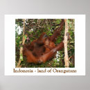 Recherche de singe de bébé posters Animal