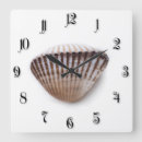 Recherche de escargots horloges Coquille