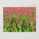 Recherche de champ de tulipe cartes postales Rose