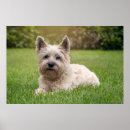 Recherche de terrier cairn posters Animal de compagnie
