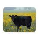 Recherche de veau magnets Élevage