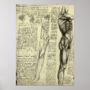 Recherche de jambe humaine posters Muscles