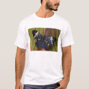 Recherche de papillons tropicaux Darrell gulin