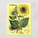 Recherche de botanique antique cartes postales Jardin