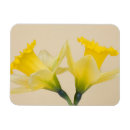 Recherche de jonquille magnets Jaune