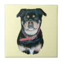 Recherche de chien carlin carreaux Carlins