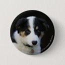 Recherche de border badges Chien