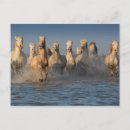 Recherche de chevaux sur la plage posters Voilier