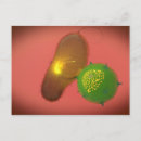 Recherche de prokaryote cartes postales Horizontal