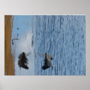 Recherche de oiseau mer posters Grue