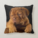 Recherche de dogue coussins Animaux de compagnie