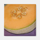 Recherche de melon magnets Photographie