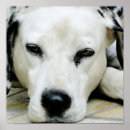 Recherche de chiot dalmatien posters Pour tous