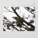 Recherche de senegal cartes postales Oiseau