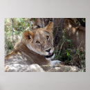 Recherche de african animals posters Lion