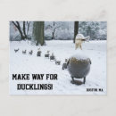 Recherche de canetons cartes postales Canard