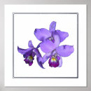 Recherche de orchidée posters Imprimer